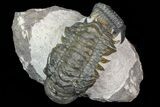 Crotalocephalina & Reedops Trilobite Association - Atchana #75574-1